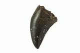 Serrated, Tyrannosaur (Nanotyrannus) Tooth - South Dakota #97449-1